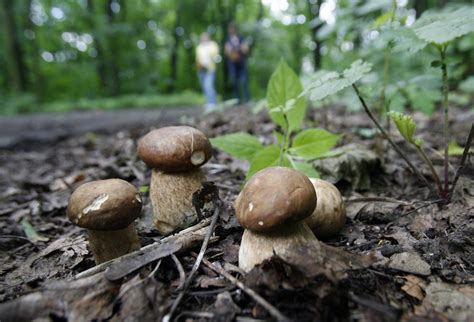 Grzyby na Dolnym Śląsku najlepsze miejsca na zbiory LISTA Legnica