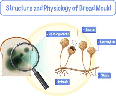 Structure And Physiology Of Bread Mold Vector Art At Vecteezy