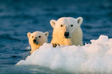 Polar Bears May Be Extinct By 2100 If Arctic Ice Melts At Projected