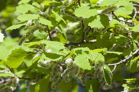 Aspen Seed Propagation: Learn How To Grow Aspens From Seed | Gardening ...