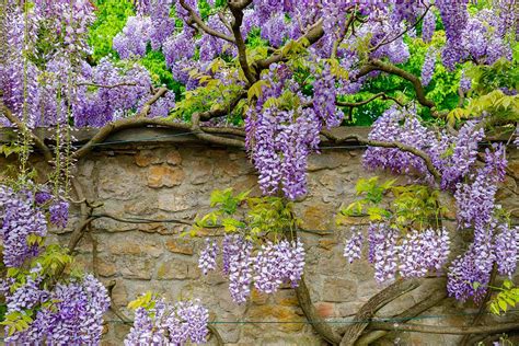 Wisteria Growing Guides Tips And Info Gardener S Path