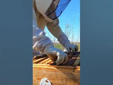 Трутневый расплод 06.04.2024 #eco #мед #экомед #beekeeper #hive # ...