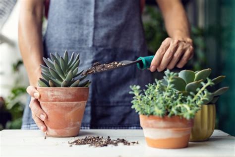 Quand Et Comment Rempoter Les Plantes Grasses Les Conseils Conna Tre