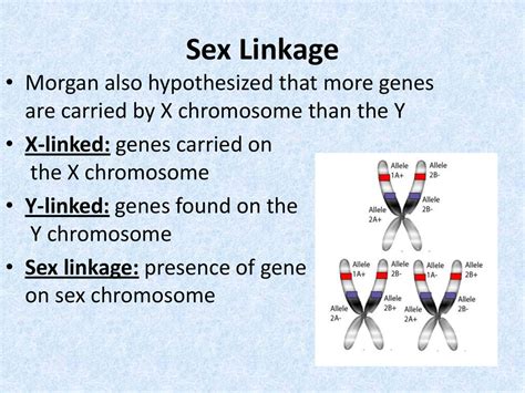 Chapter 12 Inheritance Patterns And Human Genetics Ppt Download