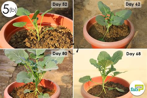 How To Grow Broccoli In A Pot Fab How