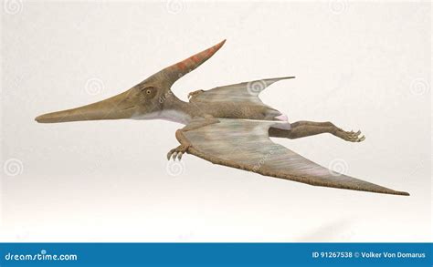 Pteranodon Dinosaur Ancient Vector Illustration Transparent Background