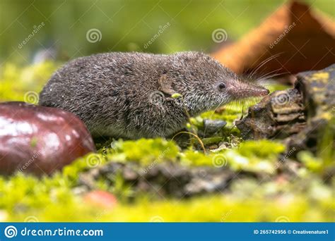 Eurasian Pygmy Shrew Natural Habitat Stock Photo Image Of Europe