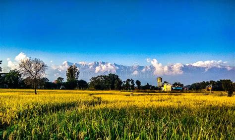 Villagepalampur Stock Photo Image Of Himachal Spectacular