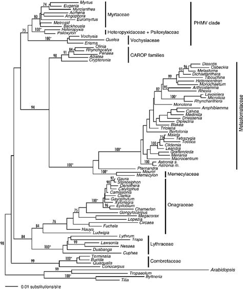 Maximum Likelihood Tree Depicting Phylogenetic Relationships Within The