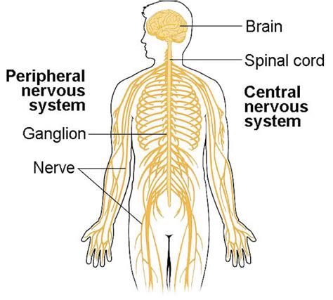 Peripheral Nervous System W Schools