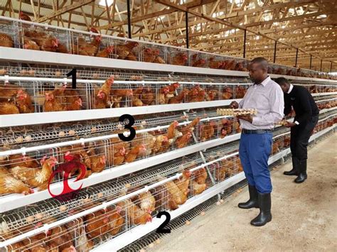 How To Choose Chicken Cage For Your Poultry Farm