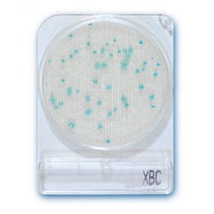 Compact Dry XBC Bacillus cereus MDM Científica