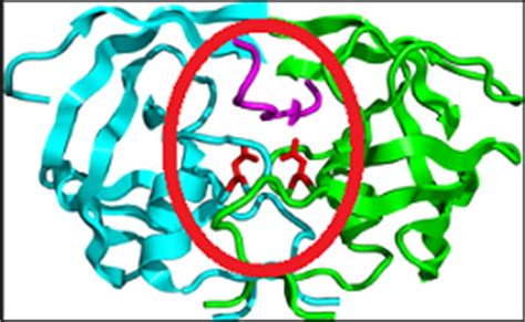 Protease Inhibitor: Definition, Application & Uses | Study.com