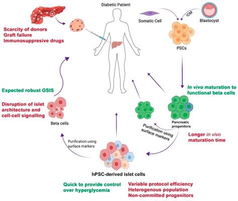 Cells Free Full Text Stem Cell Therapy For Diabetes Beta Cells