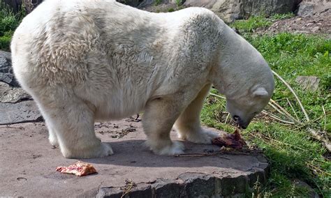 Mercedes The Polar Bear Eating Lunch Ed O Keeffe Photography