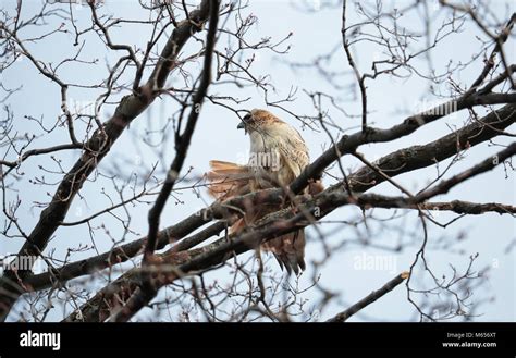 Northern Red Tailed Hawk Latin Buteo Jamaicensis Flexing Its Red