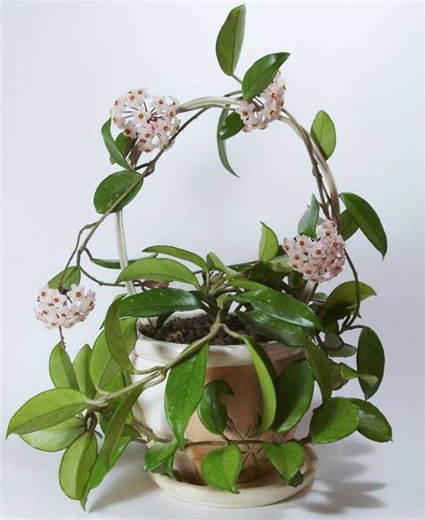 Хойя карноза (hoya carnosa, хойя мясистая): сорта, уход в домашних условиях