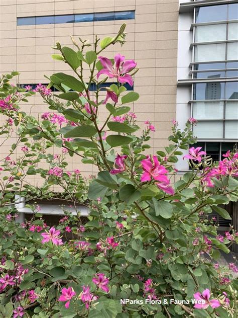 NParks Bauhinia Blakeana