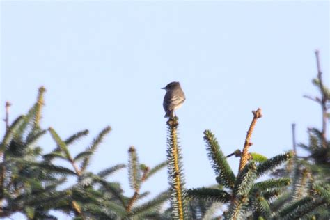 Monday 8th September 2014 Cornwall Bird Sightings - Cornwall Birding