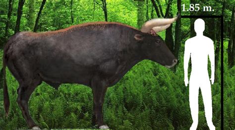 Top 11 Most Amazing Extinct Animals! | Always Learning!