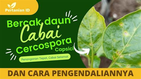 Bercak Daun Cabe Dan Cara Pengendaliannya Youtube