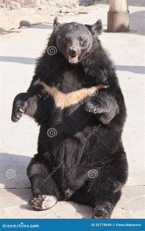 Ursus thibetanus stock photo. Image of nepalese, malayanus - 25778698