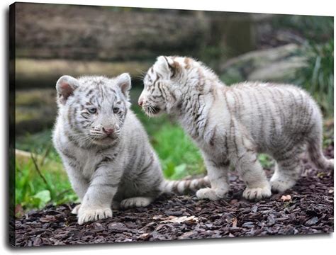 White Tiger Cubs Wallpapers - Top Free White Tiger Cubs Backgrounds ...