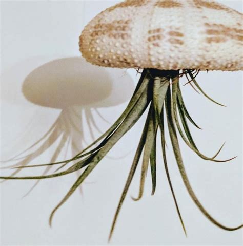 Floating Jellyfish In A Real Tartan Seashell Including Tillandsia