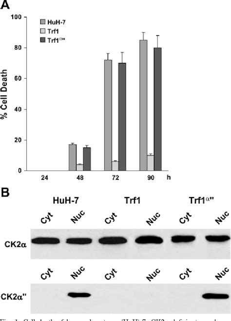 Figure 1 From Proapoptotic Function Of Protein Kinase Ck2 Cid1cid2