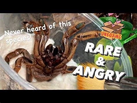 Unboxing Some New Super Rare Tarantula Species Never Heard Of It