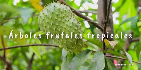 Árboles frutales tropicales para tu disfrute en 2024