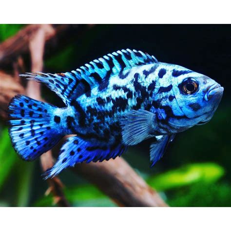 Jual Ikan Hias Aquascape Ebjd Electric Blue Jack Dempsey Kecil 1 In