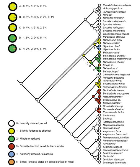 Of Eyes And Sex In Lizardfishes Deep Sea News