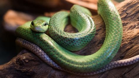 Significa Sonhar Cobra Entenda Os Sinais Bons E Ruins Cosmosfala