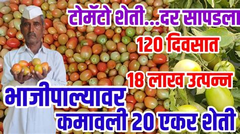 टोमॅटो शेती120 दिवसात 18 लाखदर Okभाजीपाला शेतीवर कामवाली 20 एकर शेतीtomatosheti Vision