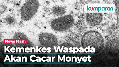 Waspada Cacar Monyet Bisa Menular Melalui Droplet Hingga Air Liur