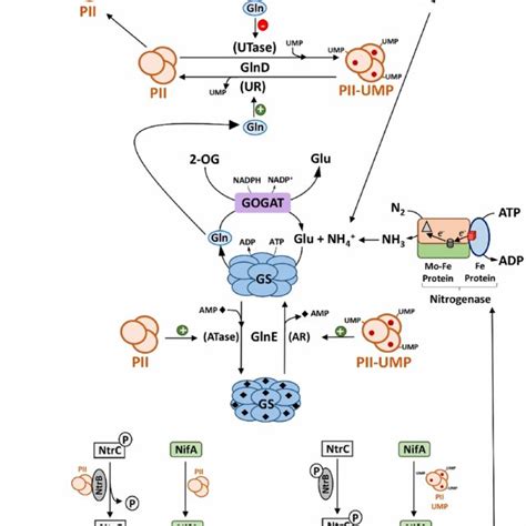 Regulation Of Nitrogen Metabolism By Pii Signal Transduction Proteins Download Scientific Diagram