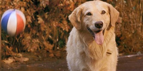 Air Bud Film Series To Stream On Disney On October 1