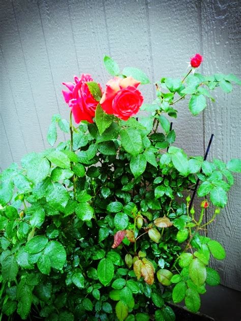 ROSES GROWING BEAUTIFUL WITH COFFEE GROUNDS | Hometalk