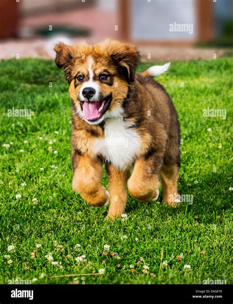 Twelve Week Old Bernese Mountain Dog Great Pyrenees Mix Breed Stock