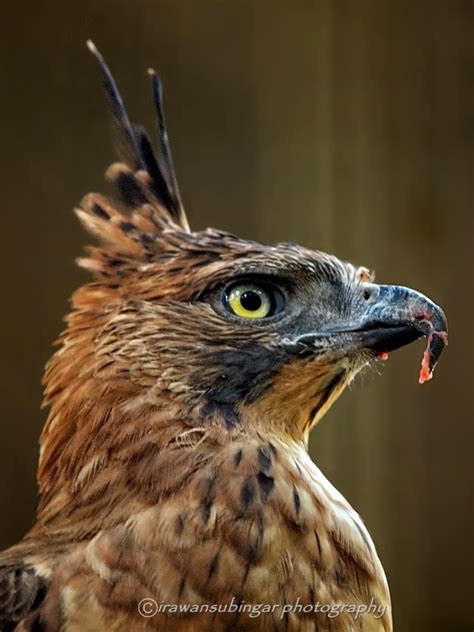 77 Best Garuda Images On Pinterest Buddhists Bali Indonesia And Deities