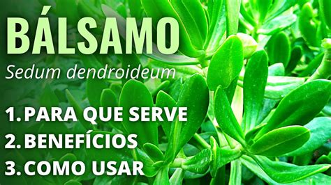 Você sabe PARA QUE SERVE BÁLSAMO e COMO USAR esta suculenta e planta