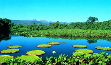 My little box: Pantanal - Mato Grosso do Sul , Brazil (Video & Pictures)