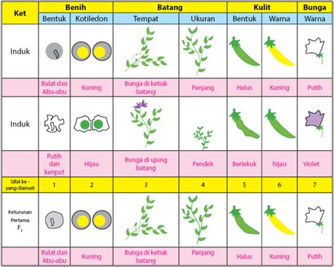 Pewarisan Sifat Persilangan Monohibrid Intermediet Dan Dihibrid
