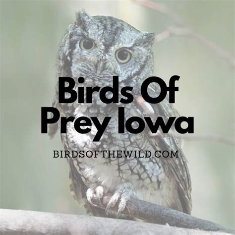 11 Birds Of Prey In Iowa (With Pictures!) - Birds Of The Wild