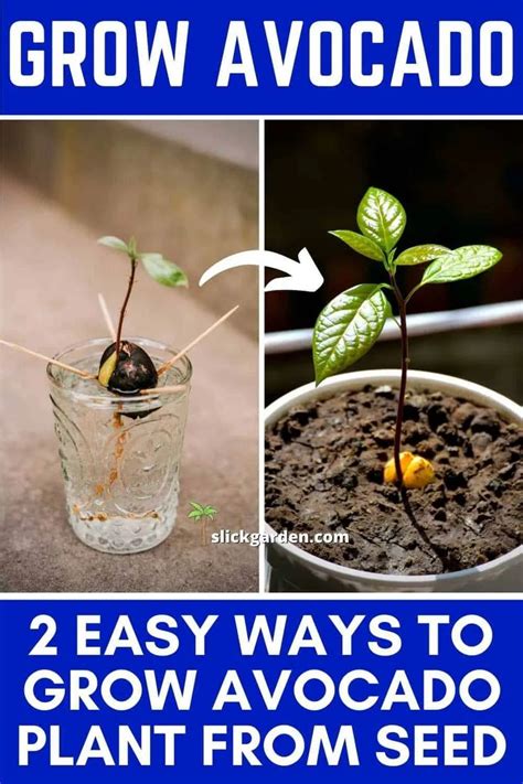 Easy Ways To Grow Avocado Plant From Seed Slick Garden Avocado