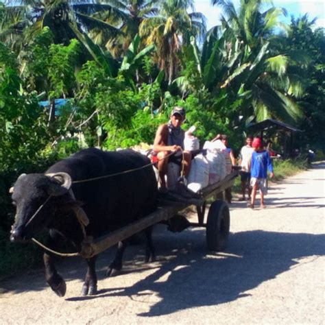 Carabao Pulling A Cart La Paz Zamboanga City Philippines Zamboanga