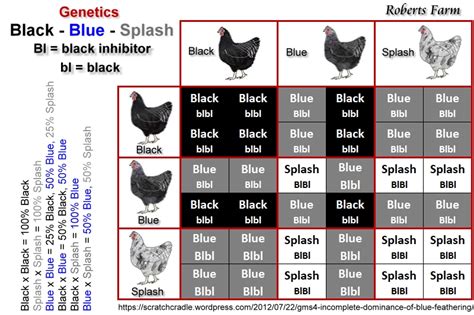 Ameraucana Egg Color Chart