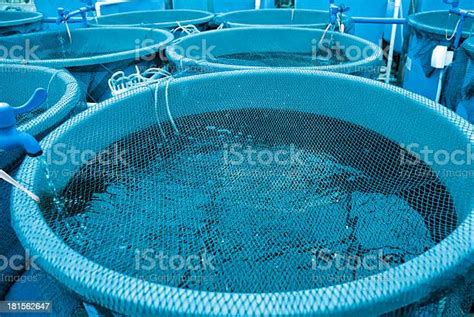 Agriculture Aquaculture Farm Stock Photo Download Image Now