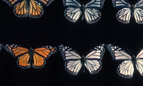 Monarch Colors - California Academy of Sciences